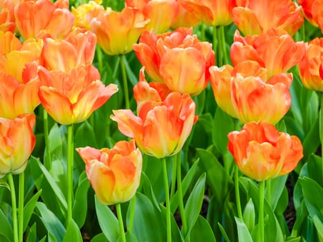 Background of the flower bed with the red-yellow tulips closeup in Keukenhof Park
