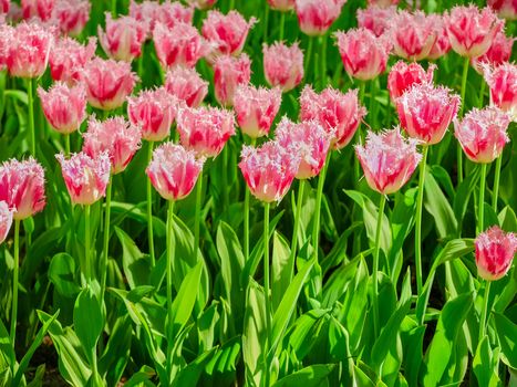 Background of the flower bed with the pink fringed tulips closeup in Keukenhof Park
