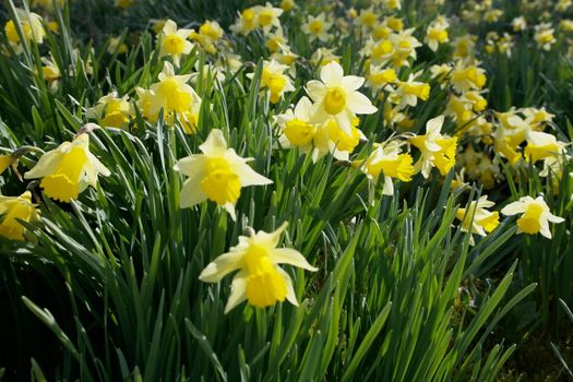 Yellow Easter Flowers