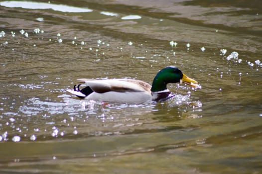 Duck with green collar on a water in Luxemborg