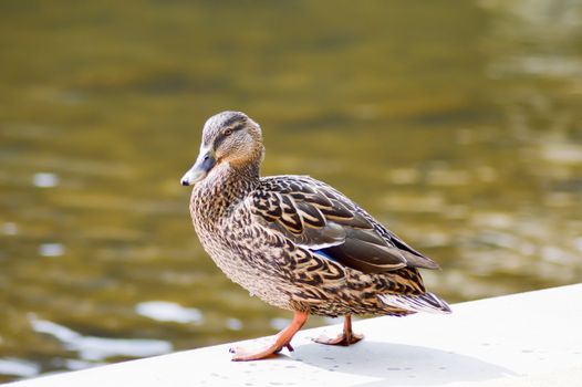 Duck of brown color on the banks of the Moselle in Luxembourg