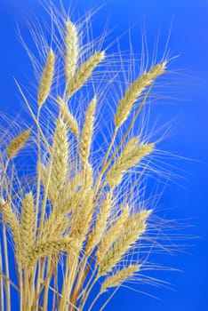 stems of ripe wheat against blue sky