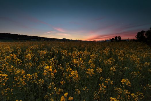 Colza fields at sunrise in Dallo, Alava