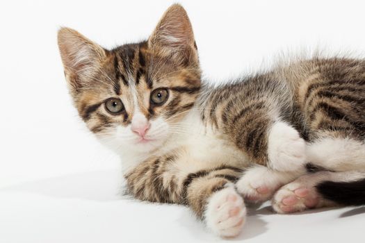 Studio shot of adorable young kitten lying on white