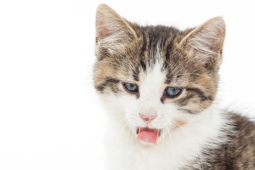 Studio shot of adorable young kitten showing her tongue