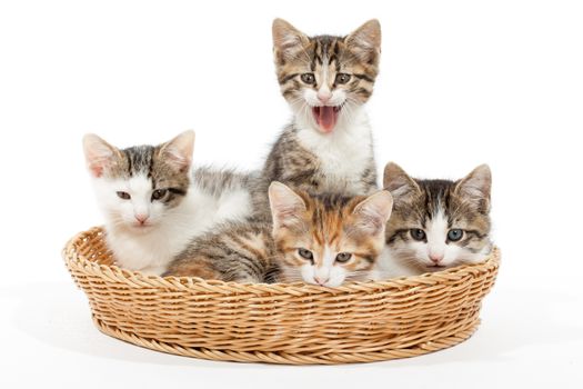 Studio shot of four young kittens lying in the basket