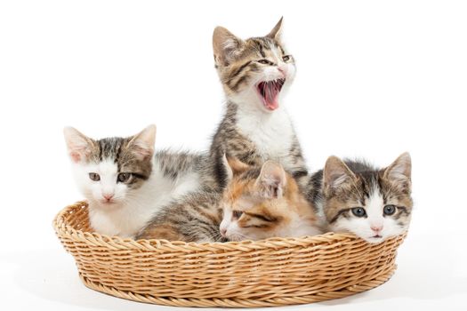 Studio shot of four young kittens lying in the basket