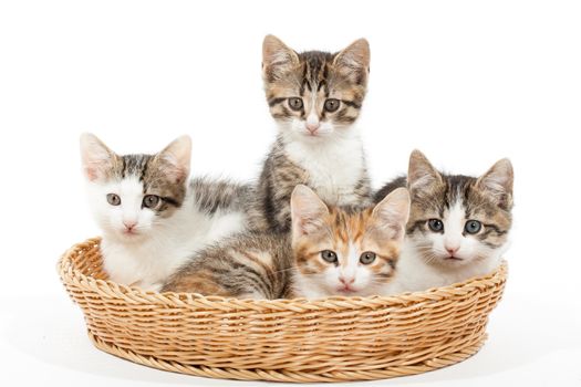 Studio shot of four young kittens lying in the basket