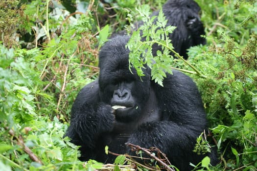 Wild Gorilla animal Rwanda Africa tropical Forest