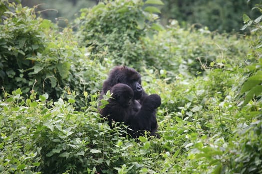 Wild Gorilla animal Rwanda Africa tropical Forest