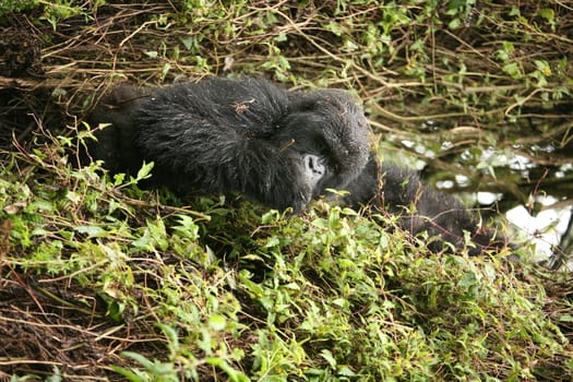 Wild Gorilla animal Rwanda Africa tropical Forest