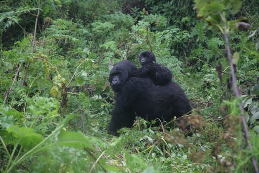 Wild Gorilla animal Rwanda Africa tropical Forest