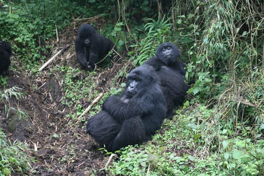 Wild Gorilla animal Rwanda Africa tropical Forest