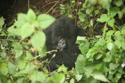 Wild Gorilla animal Rwanda Africa tropical Forest