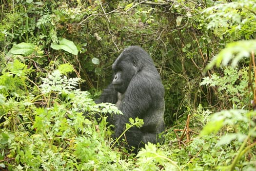 Wild Gorilla animal Rwanda Africa tropical Forest