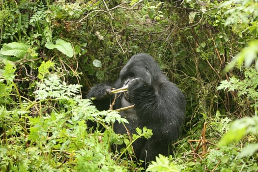 Wild Gorilla animal Rwanda Africa tropical Forest