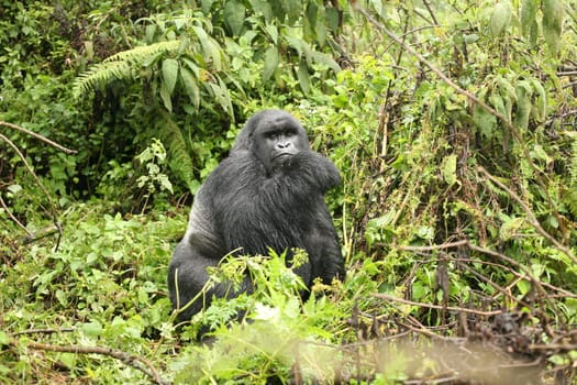 Wild Gorilla animal Rwanda Africa tropical Forest