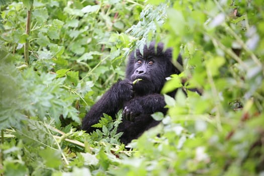 Wild Gorilla animal Rwanda Africa tropical Forest