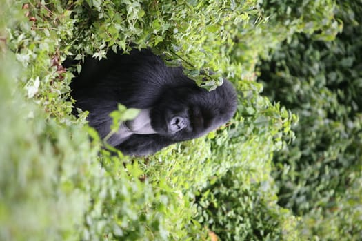 Wild Gorilla animal Rwanda Africa tropical Forest