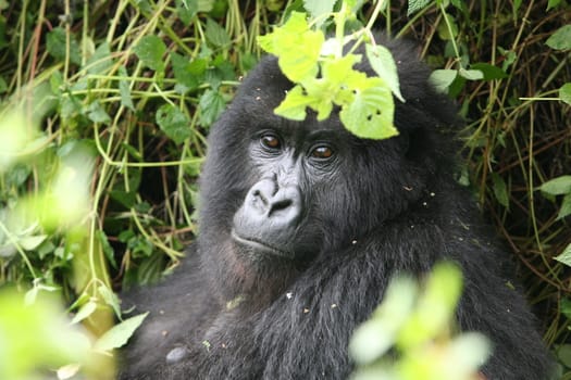 Wild Gorilla animal Rwanda Africa tropical Forest