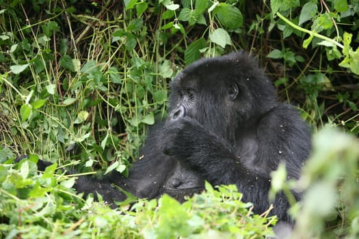 Wild Gorilla animal Rwanda Africa tropical Forest