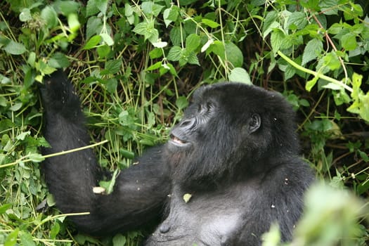 Wild Gorilla animal Rwanda Africa tropical Forest