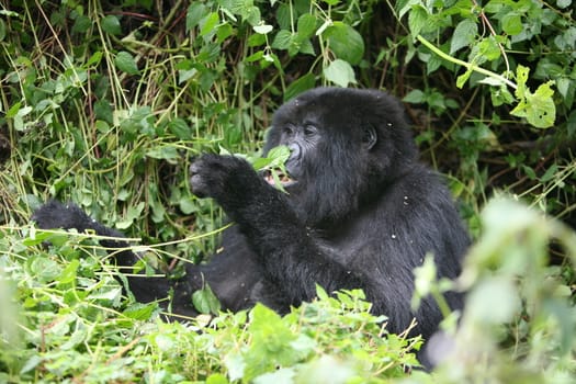 Wild Gorilla animal Rwanda Africa tropical Forest