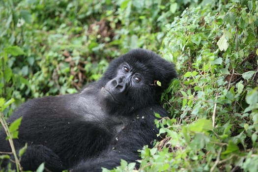 Wild Gorilla animal Rwanda Africa tropical Forest