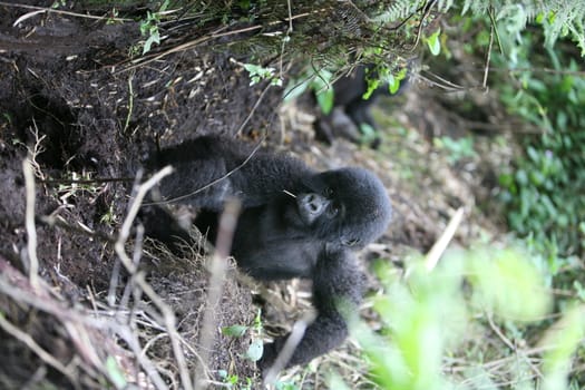 Wild Gorilla animal Rwanda Africa tropical Forest