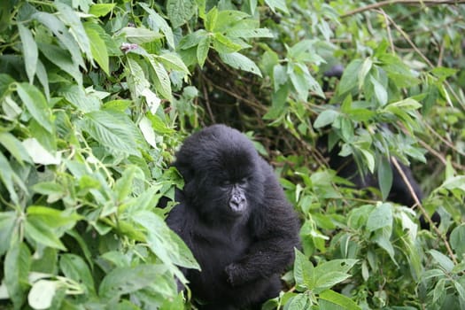 Wild Gorilla animal Rwanda Africa tropical Forest