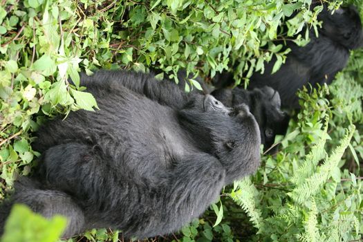 Wild Gorilla animal Rwanda Africa tropical Forest