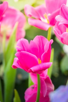 Tulip. Beautiful bouquet of tulips. colorful tulips. tulips in spring,colourful tulip