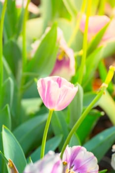 Tulip. Beautiful bouquet of tulips. colorful tulips. tulips in spring,colourful tulip