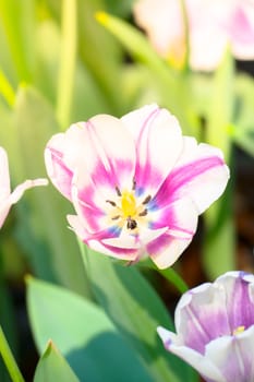 Tulip. Beautiful bouquet of tulips. colorful tulips. tulips in spring,colourful tulip