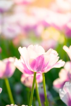 Tulip. Beautiful bouquet of tulips. colorful tulips. tulips in spring,colourful tulip