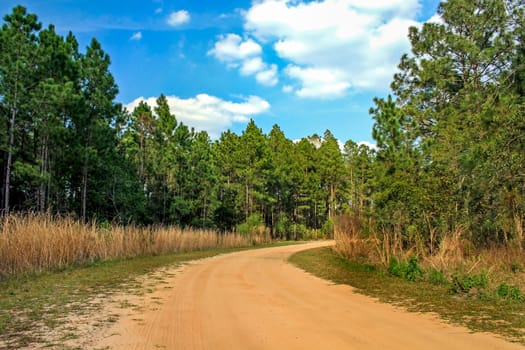 A sand road passing through the trees