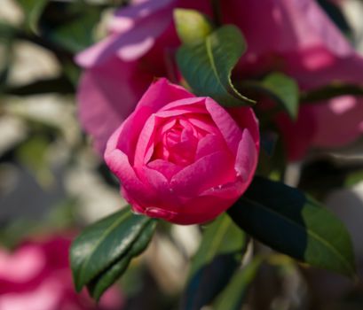 Deep pink flower bud of Camellia Japonica