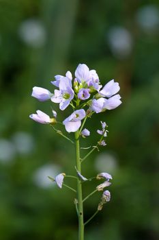 Pale pink flowers of Cuckoo Flower or Lady's Smock, in Sussex countryside.