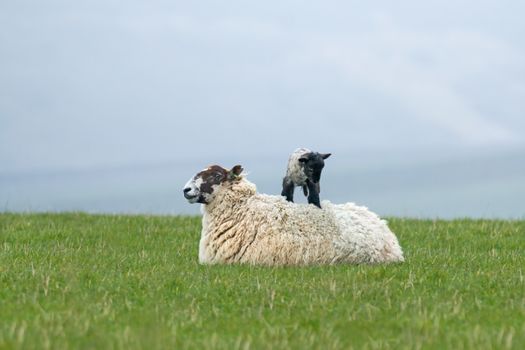 New-born lamb standing on its mother's back in Sussex field.