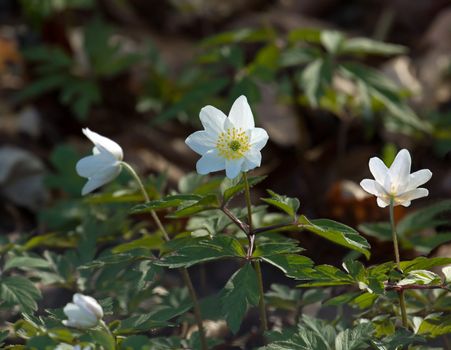 Wood Anemone flowers in English woodland