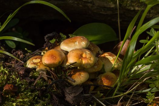 Cluster of Sulphur Tuft fungi growing in Sussex woodland.