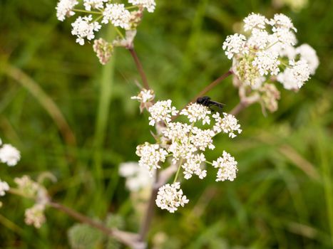 a black fly resting on some cow parsley in spring macro close up with full detail and wings