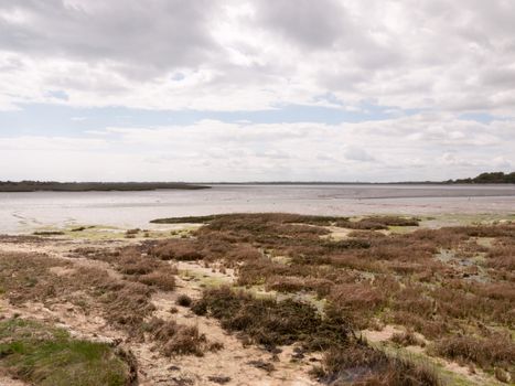 the edge land of a river and seabed bank with rocks flat and moss and reeds no people cloudy white and blue sky beach