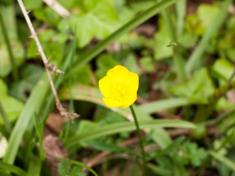 A beautiful crisp and clear single yellow buttercup in spring time light