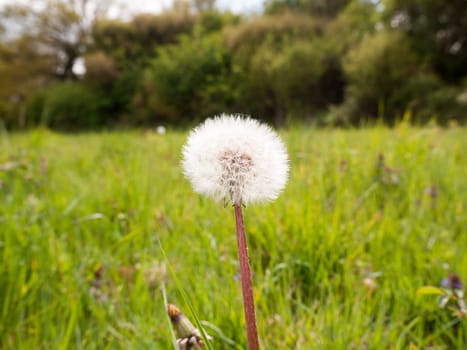 a gorgeous white dandelion in a meadow of grass in a forest in spring day light peaceful