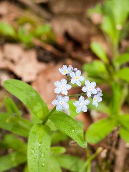 white and clear blue small flowers on a plant on the floor in spring in a forest day light