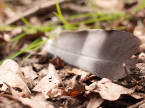 a close of a magpie feather on the ground with dead leaves and detail and blur