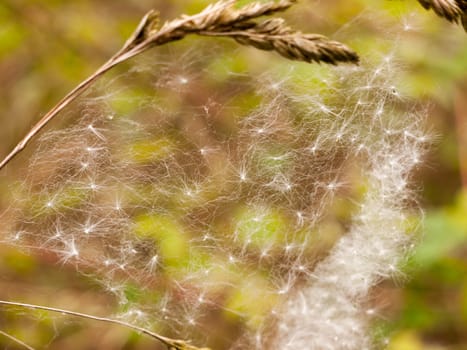 a close up and screen covering shot of a spiders web with many dispersed dandelion heads in it in spring day light