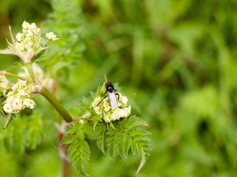 a clear and crisp day time shot of a large and detailed black fly resting upon and eating some cow parsley in spring