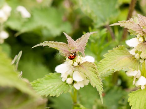 a lovely and crisp ladybird on its own with bright vibrant colours and detail on a leaf and plant in spring light